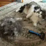 Pet Grooming Brush – Double Sided Shedding And Dematting Undercoat Rake Comb - Image 7