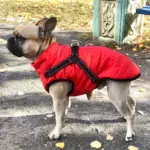 Waterproof Furry Jacket for Dogs of All Sizes (Copy) - Image 2