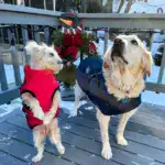 Waterproof Furry Jacket for Dogs of All Sizes (Copy) - Image 4
