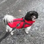 Waterproof Furry Jacket for Dogs of All Sizes (Copy) - Image 6