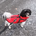 Waterproof Furry Jacket for Dogs of All Sizes - Image 6