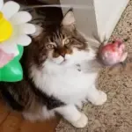 Interactive Bird Toy For Cats - Image 3