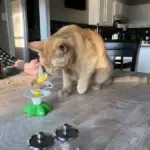 Interactive Bird Toy For Cats - Image 6
